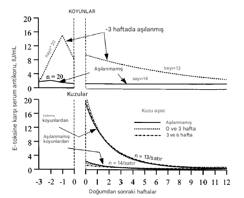 Enterotoksemi aşılama antikor üretimi