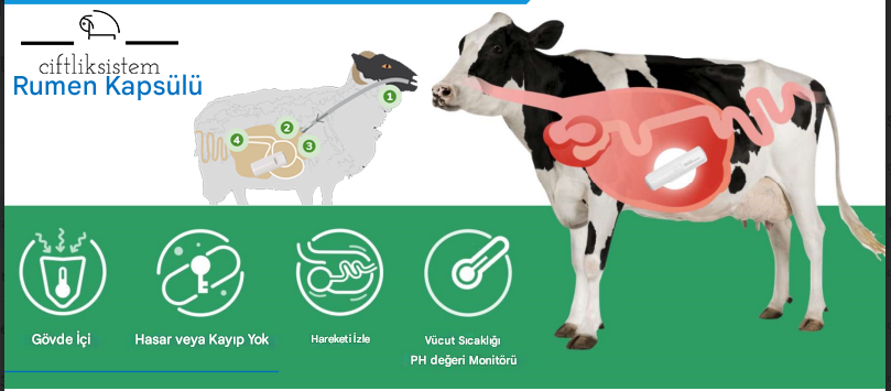 Rumen kapsülü ile çiftlik yönetimi, sürü takibi, rumenden sıcaklık ve ph toplama. Kızgınlık takibi yapma.