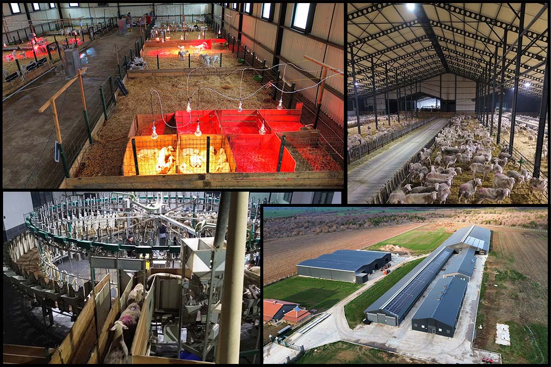 Büyükbaş ve Küçükbaş Hayvan Barınaklarının Tasarımı: Süt ve Besi Hayvancılığına Göre Farklılıklar