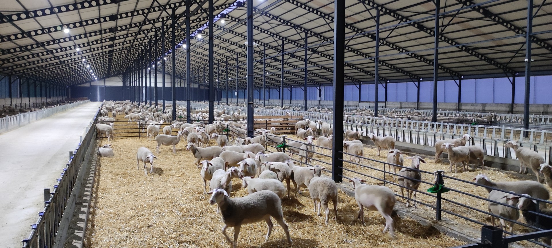 Damılık ithalatı lacaune asaf ildefrance koyun koç