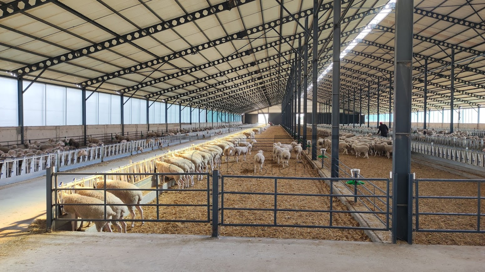 Damızlık İthalatında İzlenecek Yol ve Dikkat Edilmesi Gerekenler