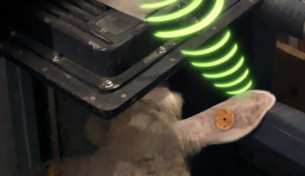 Otomatik Hayvan Tanımlama